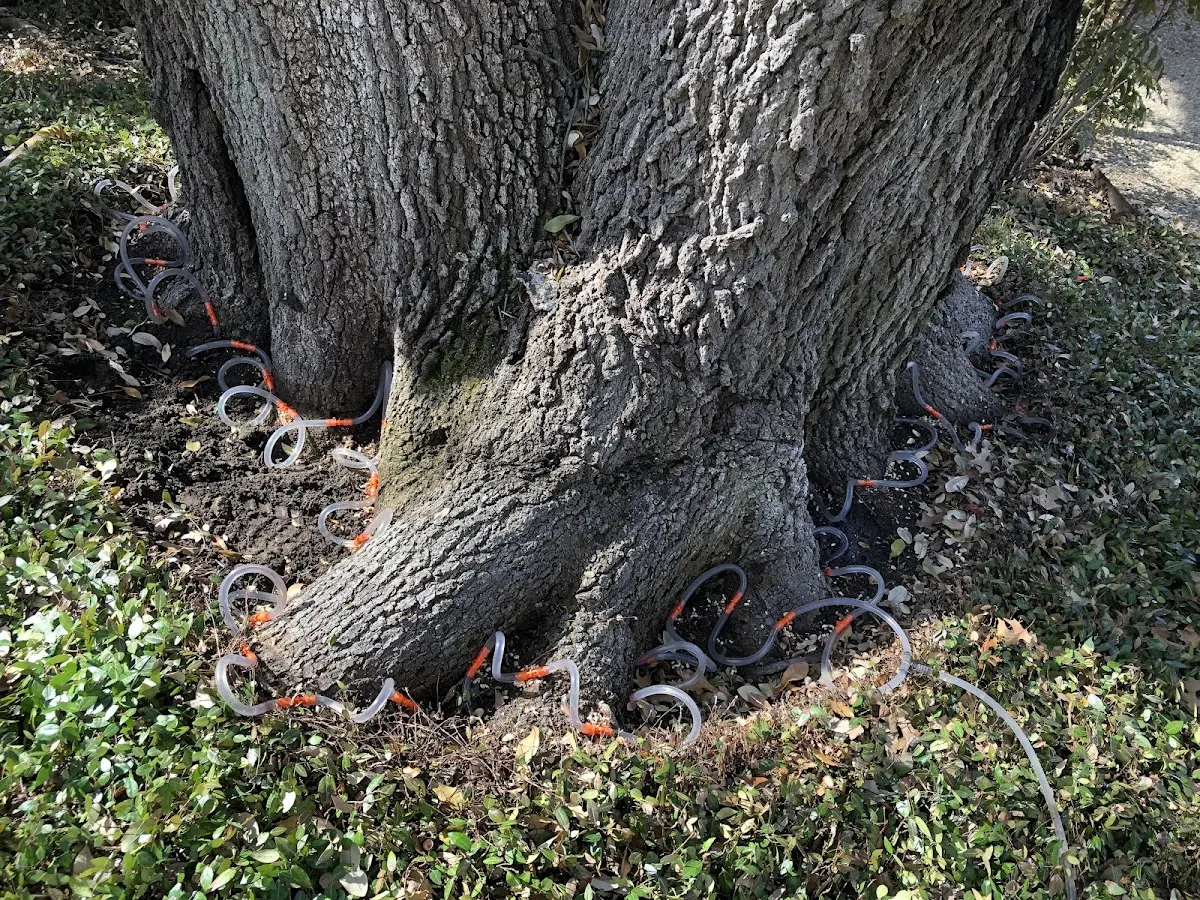 Detailed Tree Cabling and Bracing job site in Moodus